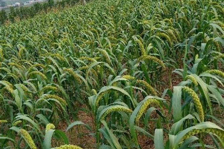 谷子灌浆时冲钾肥可以吗？