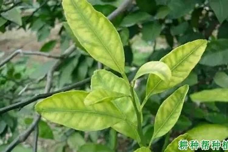 锌肥对果树有什么影响