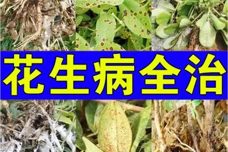 空心菜黄叶用什么肥和药