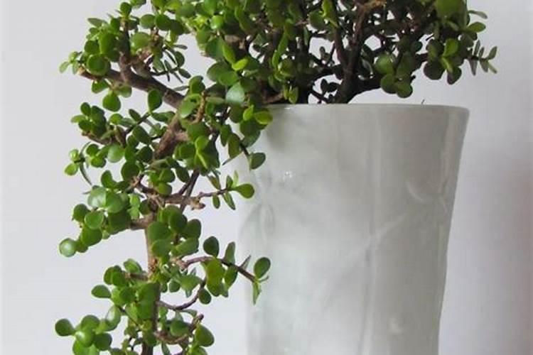 多肉植物施什么肥好