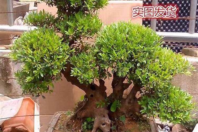 玉树长得慢,教你巧用“氮钾肥”,玉树很快养出大老桩
