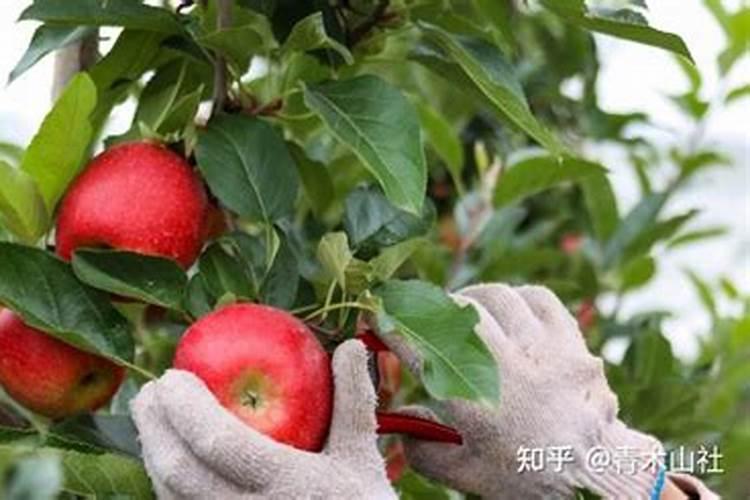 果树复合肥施肥方法