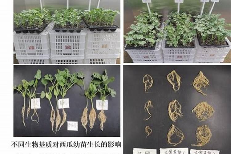 兰花有机肥发霉变白了还能使用吗