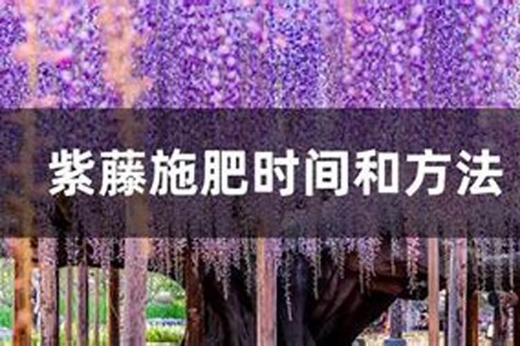 紫藤施肥用什么肥料