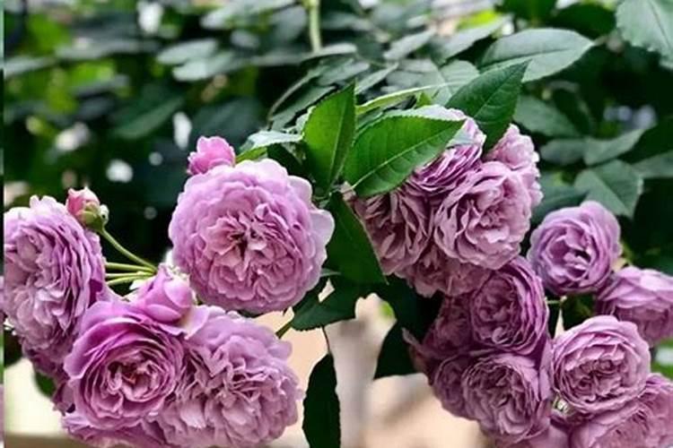 月季长花苞后怎么施肥