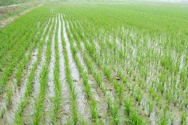 复合肥是撒表面还是埋土里