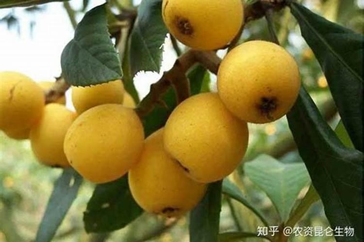 枇杷用什么肥料更甜