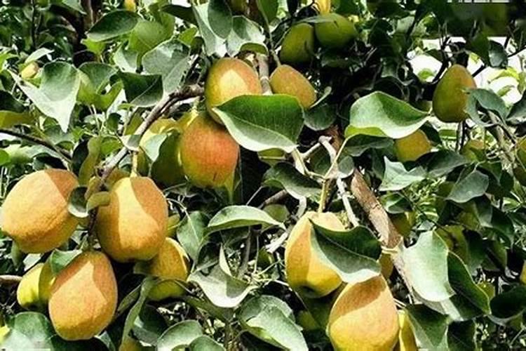 梨树什么时候施肥料最好
