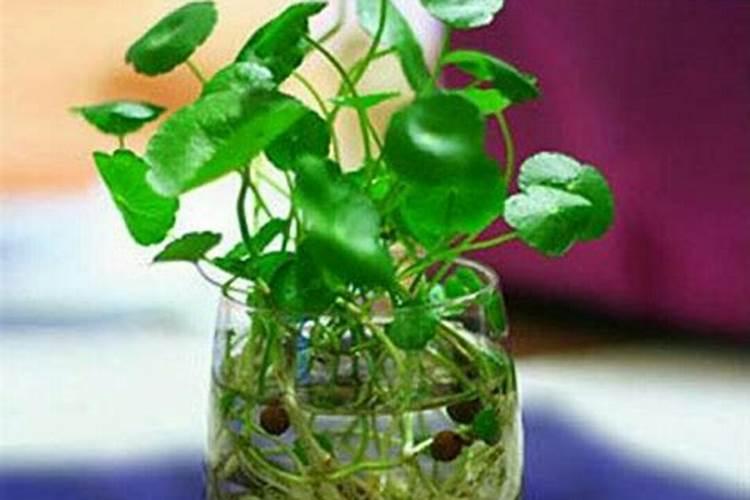 水培红掌要施什么肥好