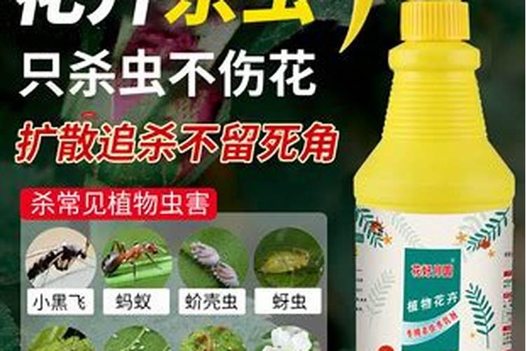 喷杀虫剂后隔天可以浇水施肥吗