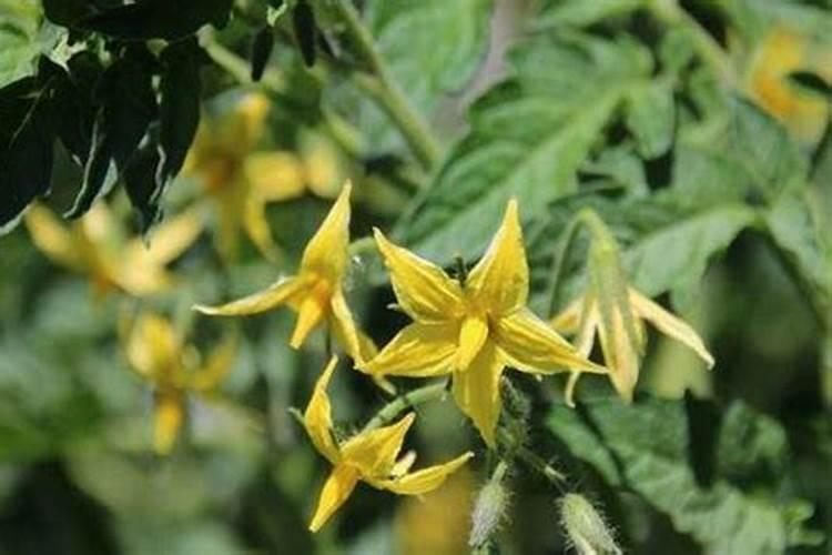 辣椒开花坐果期使用尿素会造成花死、心叶枯死吗？