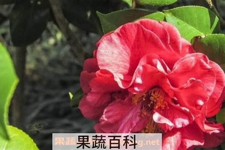 怎么给茶花施肥秋季花苞爆满枝