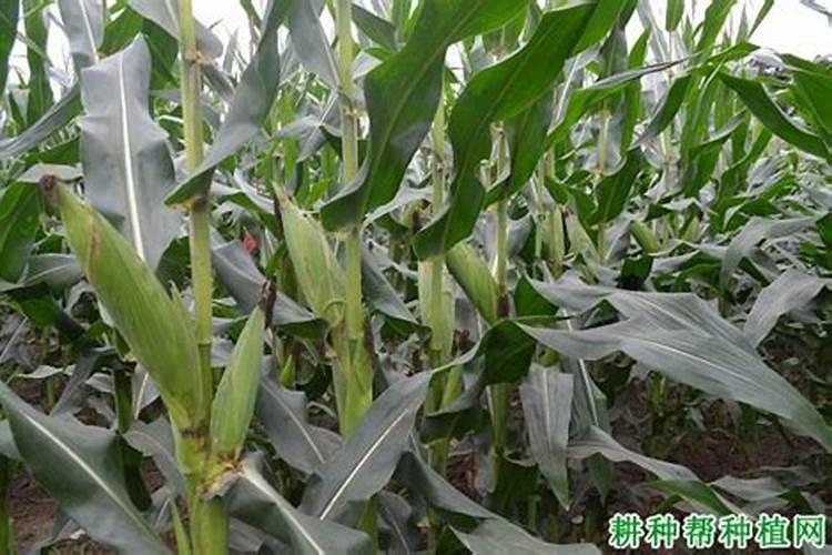 田间玉米施肥时间和方法 玉米田最佳追肥时期和方法