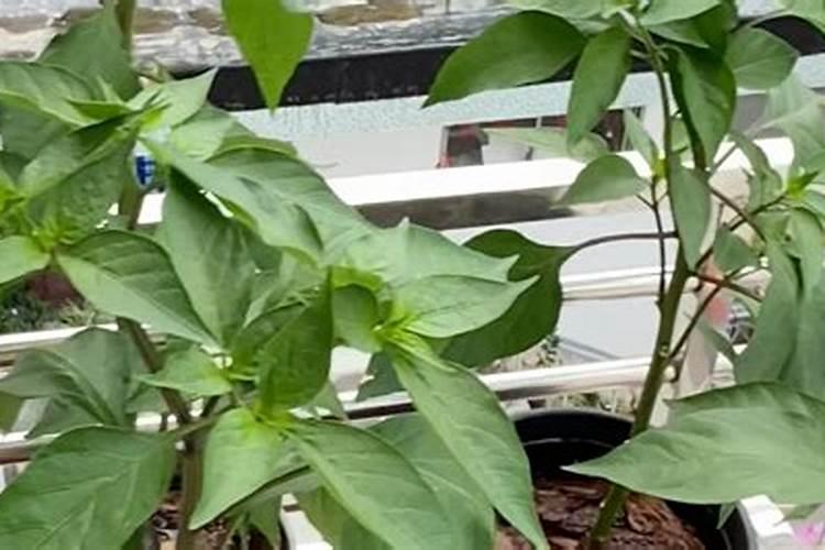 菜辣子怎么做好吃