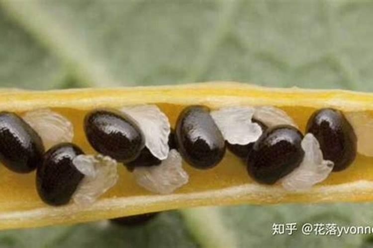 土豆靠什么传播种子