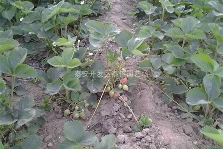 草莓追肥什么肥料？