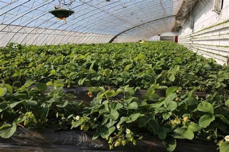 草莓喷什么叶面肥结果多？草莓座果根茎块膨大剂？