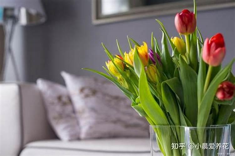 郁金香施什么肥料最适合