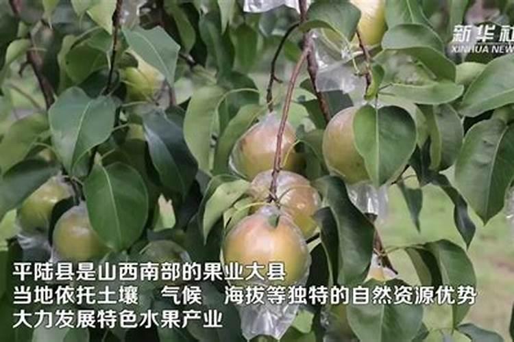 玉露香梨树的全年管理和用药