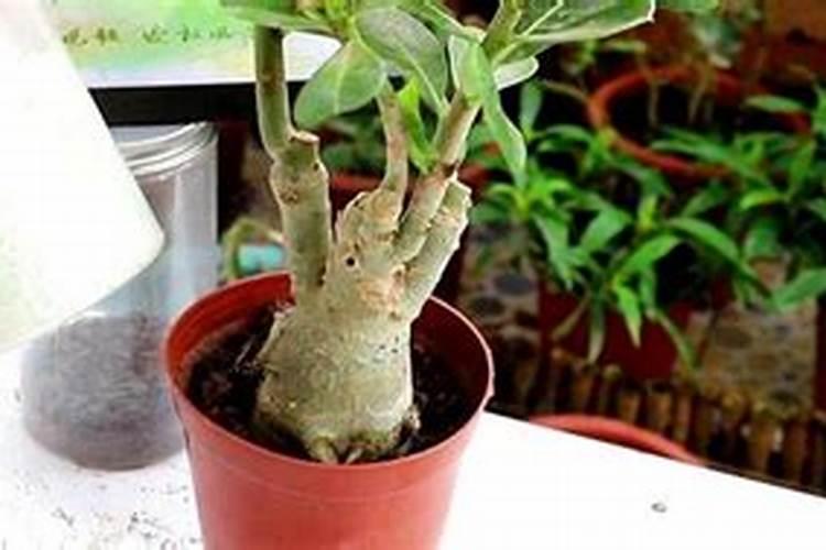 沙漠玫瑰什么时候施肥