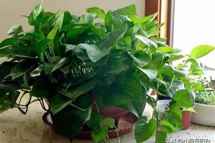白兰花施什么肥料最好