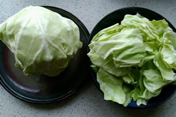 尖包菜什么时候播种最好