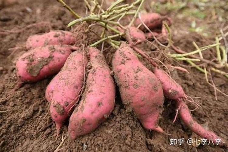 红薯钾肥使用技巧