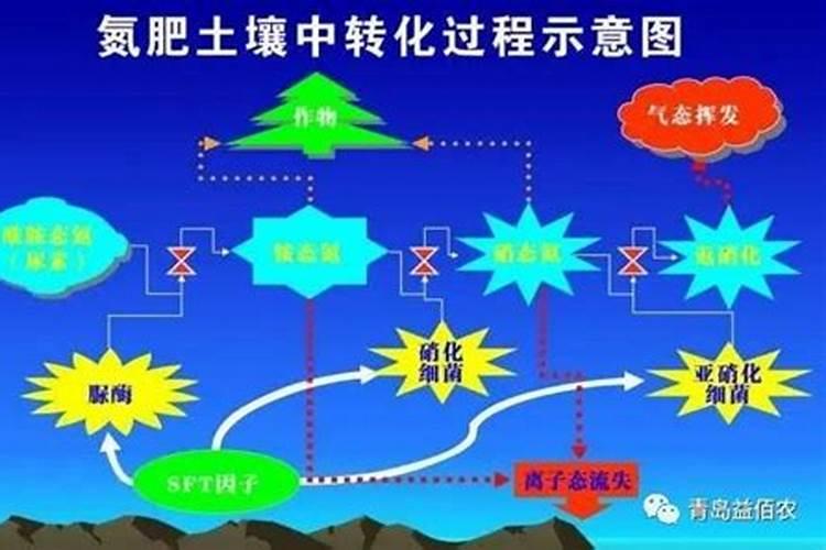 氮肥如何被植物吸收的？