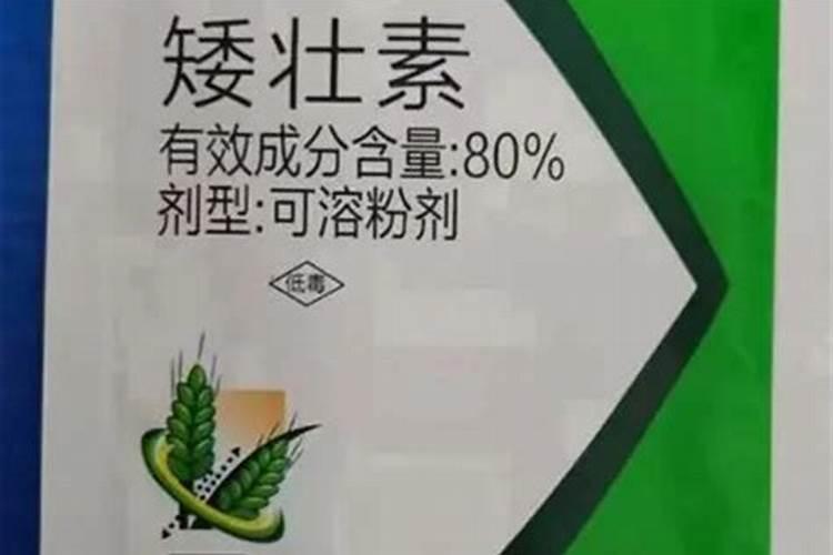 向日葵叶子上长小虫子长斑导致枯萎死亡怎么治？