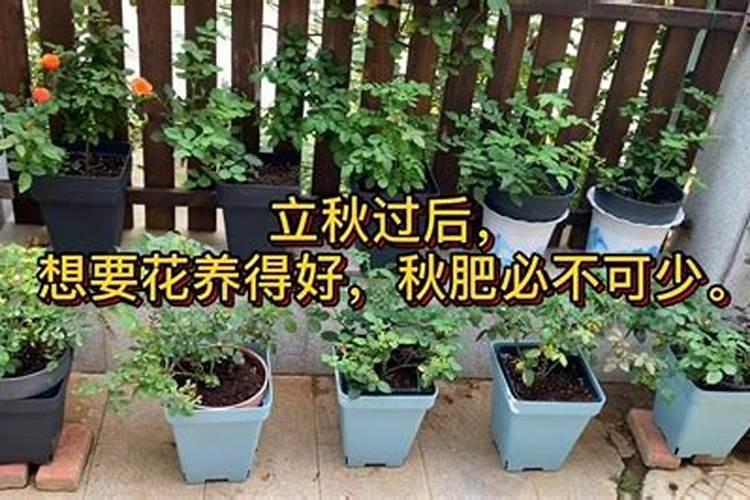 养花别光浇水,记住施肥口诀,根肥叶绿开花多