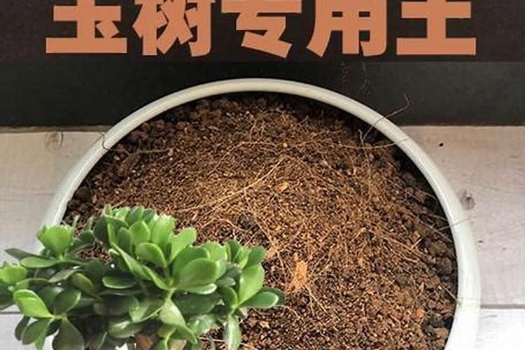 米兰花用什么肥料好