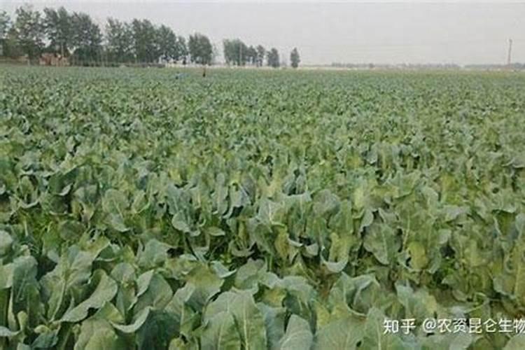 三七如何施肥好