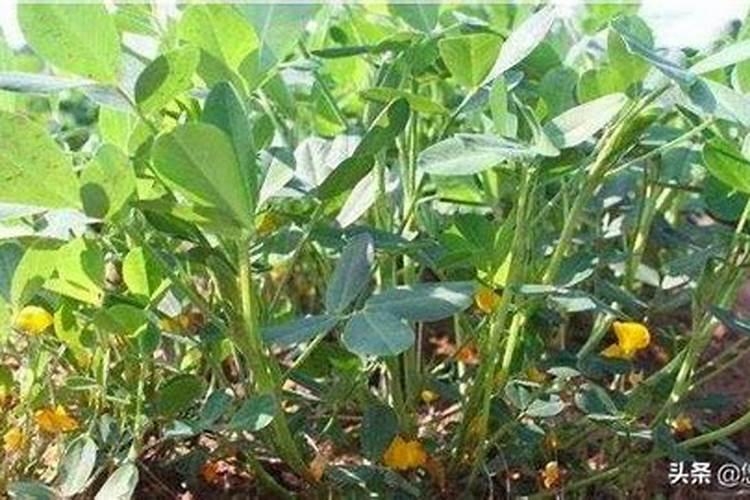 种花生撒石灰粉,在什么时候撒比较合适？理由是什么？