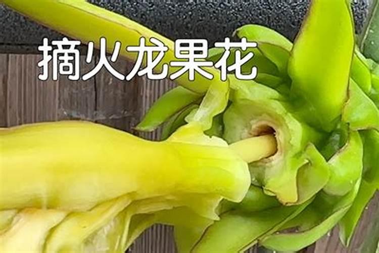 火龙果开花要施什么肥