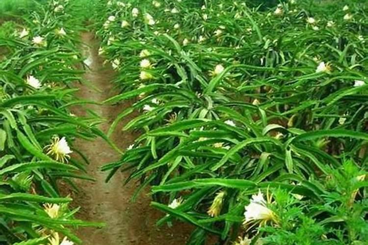火龙果用什么肥料最好