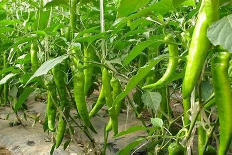 种植辣椒有哪几种施肥方法 施哪种肥比较好