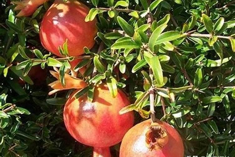 石榴浇什么肥料合适