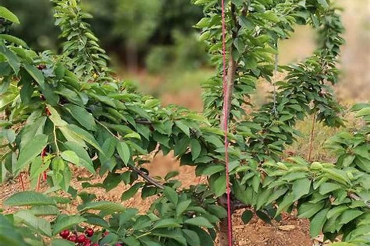 一般的大棚蔬菜用什么叶面肥、冲施肥好？!!