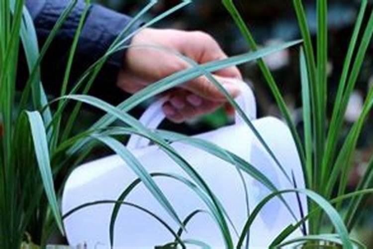 兰草花用什么肥料最好