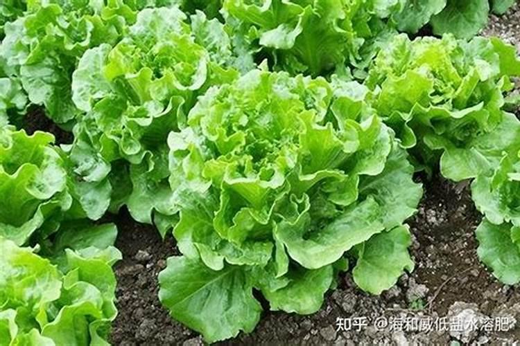 复合肥氮肥钾肥磷肥区别是什么