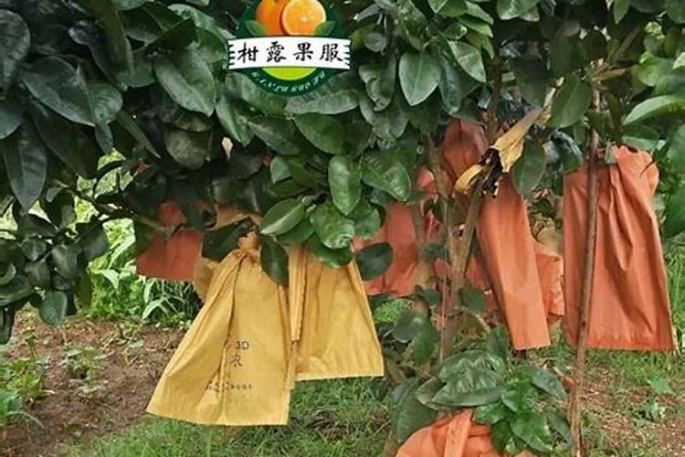 柚子树施肥方法和注意事项