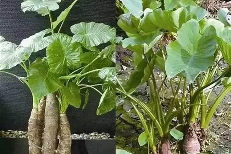 种植芋头最忌施什么肥？施了后会出现什么后果？