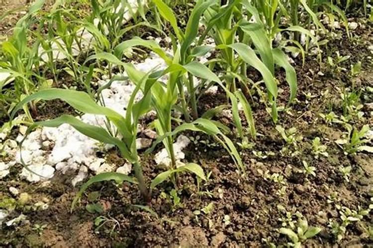 请问80克水溶肥兑多少水浇花？