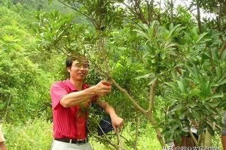 杨梅少花少果的原因 杨梅养殖方法总结