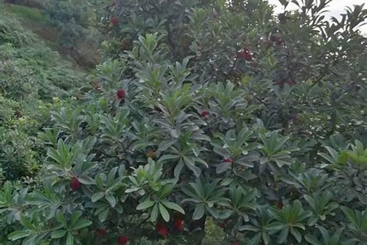 杨梅树最喜欢什么肥料