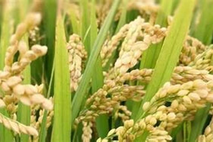 专家你好,种植水稻需要施肥几次？都什么时候施肥？