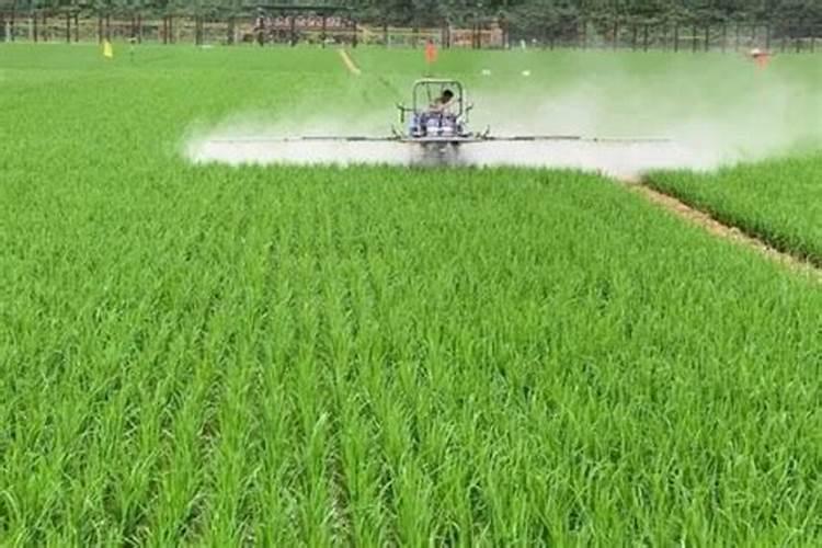 水稻精确定量栽培中如何合理确定氮肥用量？