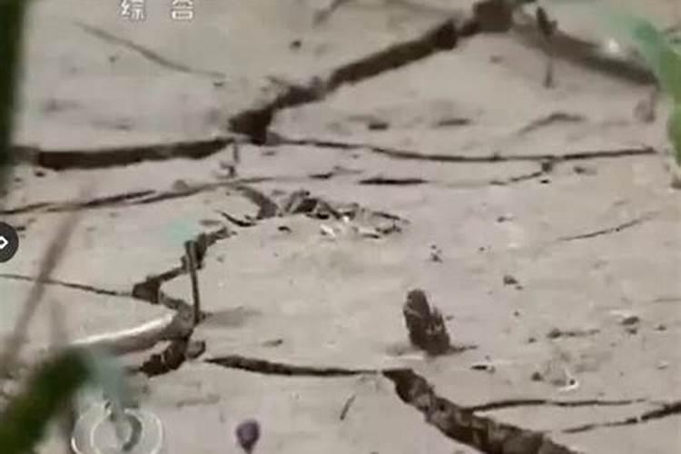 叶面肥什么牌子最好