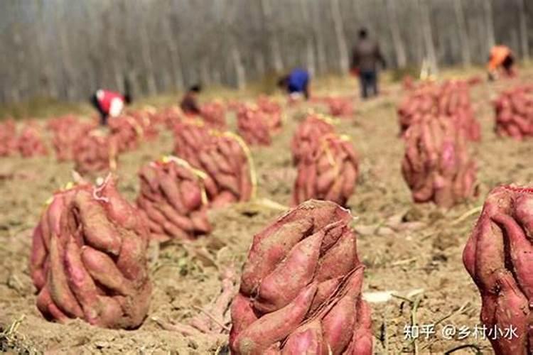 四元素的起源？它们各是什么？