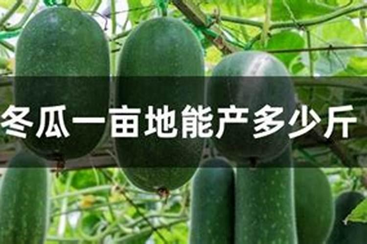 三角梅落花怎么办